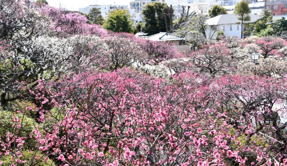 画像リンク：池上梅園