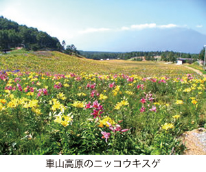 車山高原のニッコウキスゲ