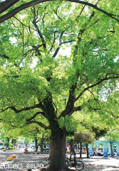 萩中公園　クスノキ