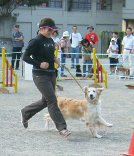 災害時にも役立つ犬のしつけ方教室