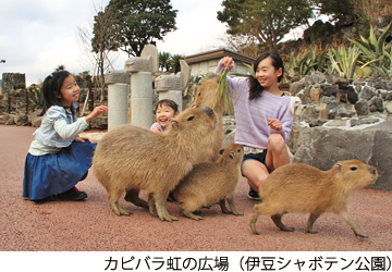 カピバラ虹の広場（伊豆シャボテン公園）