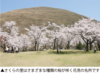 さくらの里はさまざまな種類の桜が咲く花見の名所です