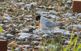 絶滅のおそれのある渡り鳥コアジサシの営巣地整備