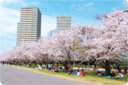 二十一世紀桜