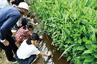 洗足池ホタルの放流会についての画像