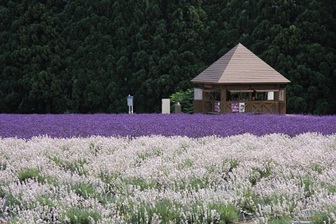 美郷町「ラベンダー」についての画像