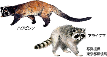 ハクビシン・アライグマにお困りの方へについての画像