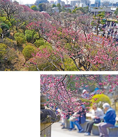 池上梅園（大田区池上2-2-13）についての画像