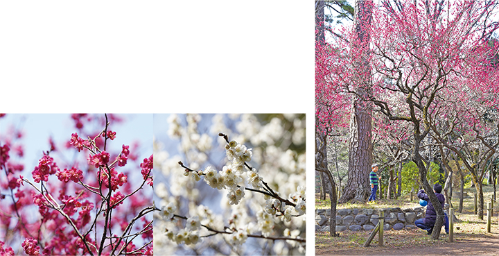 宝来公園（大田区田園調布3-31-1）についての画像