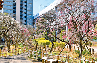 聖蹟蒲田梅屋敷公園（大田区蒲田3-25-6）についての画像