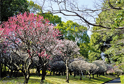 平和の森公園（大田区平和の森公園2-1）についての画像