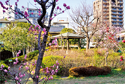 桜梅公園（大田区大森南2-23-12）についての画像