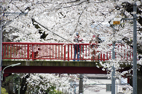 桜坂についての画像