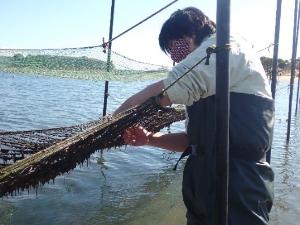 画像：昨年の海苔採りの様子