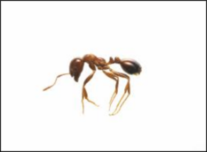 画像　ヒアリ写真（環境省提供）