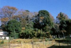 写真：馬込自然林の光景