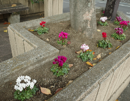 花壇の写真