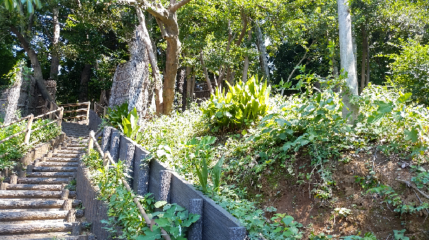 写真：馬込自然林