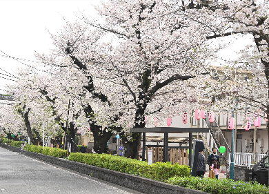 第34回馬込文士村大桜まつりの桜並木