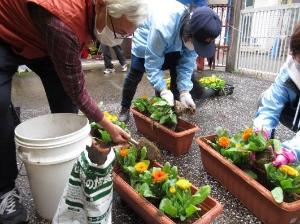 画像：キンセンカを植えています。