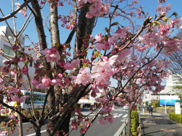 陽光桜