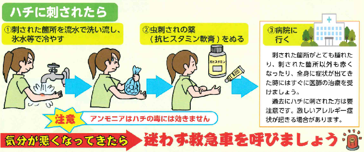 ハチに刺されたら、刺された場所を水道水で流し、氷水で冷やす。虫刺され（抗ヒスタミン軟膏）の薬をぬる。刺された場所がとても腫れたり、刺された所以外も赤くなったり、全身に症状が出てきた時には、すぐに医師の治療を受けましょう。気分が悪くなってきたら、迷わず救急車を呼びましょう。過去にハチに刺された方は要注意です。血圧降下、発疹などの全身症状が起こるアナフィラキシーショックとなることがあります。