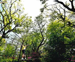 写真：日野　光輝さん作「洗足池にかける橋」（洗足池公園）