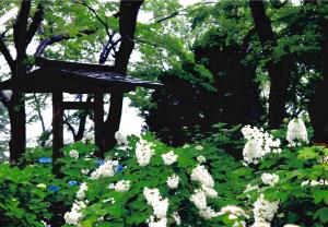 写真：藤村　純さん作「梅雨寒の昼下がり」（照栄寺）