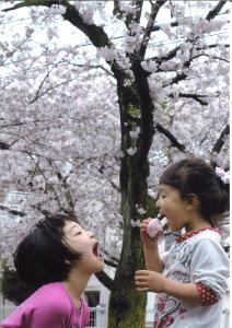 写真：所　友香さん作「花より大福」（女塚なかよし公園付近）