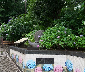 多摩川台公園　アジサイ　写真