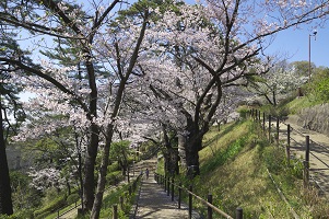 多摩川台公園　サクラ　写真