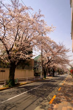 写真：田園調布二丁目付近のサクラ