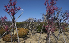 写真：ウメ森ケ崎公園