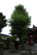 道々橋八幡神社　ムクノキ（写真）