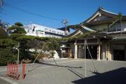 穴守稲荷神社　クロマツ（写真）