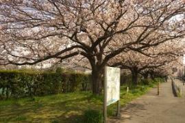 本羽田公園サクラ（写真）