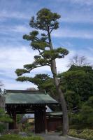 大坊本行寺　クロマツ（写真）