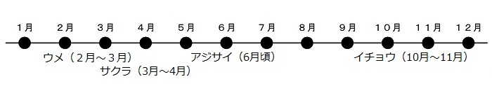 2から3月はウメ、4月にはサクラ、6月ごろアジサイの花が咲きます。イチョウが10がつから11がつにこうようします。