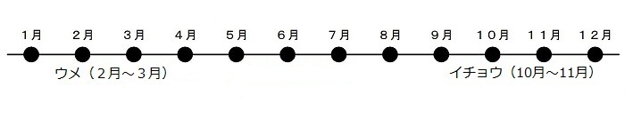 うめが2がつから3がつにさきます。いちょうが10がつから11がつにこうようします。