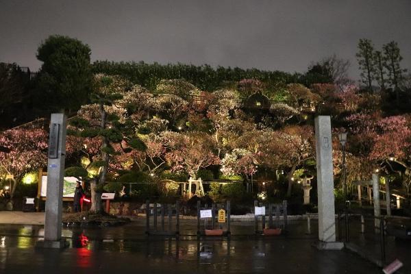 2020池上梅園ライトアップ時写真