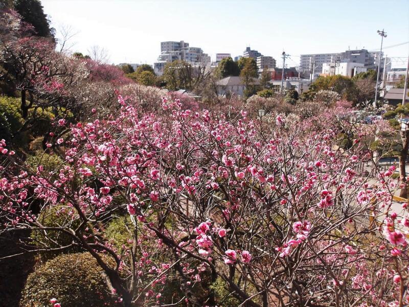 池上梅園2025.2.21全景