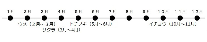 うめが2がつから3がつ、さくらが3がつから4がつ、トチノキが5がつから6がつにさきます。いちょうが10がつから11がつにこうようします。