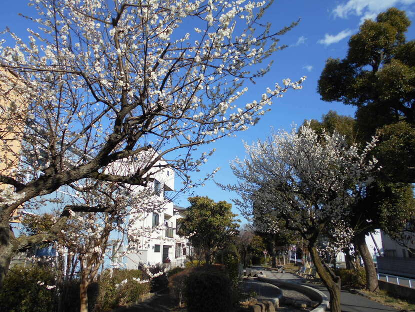 写真：公園の様子・その10